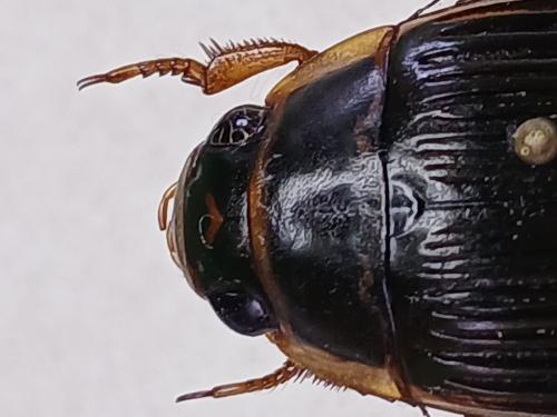 Réf. 349 549 : Dytiscus dimidiatus